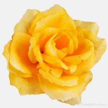 13cm or 5 Inch Banana Yellow French Rose